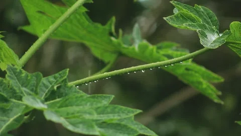 Rain In The Rainforest | Nature Footage | Loop Footage | Rain Drops Stock Footage 151353012