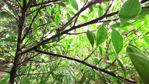 Rain on rainy days Stock Footage 218609722