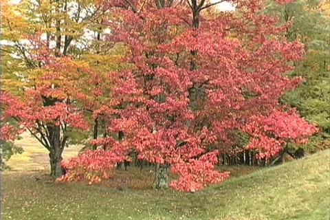 Rain on red leaves in fall Stock Footage 745303