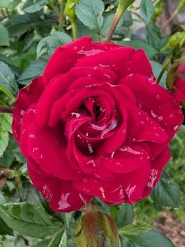 Rain on a red rose 스톡 사진