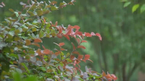 Rain on red shrub Video stock 11783648