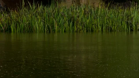 Rain on reed rush background 스톡 동영상 50413056