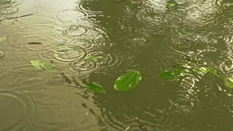 Rain Ripples fall on water stream with floating green leaves Stock Footage 315279808