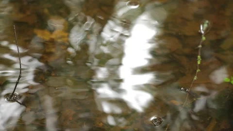 Rain Ripples on Forest Puddle — Hirkan Woodland Reflection Stock Footage 345411127