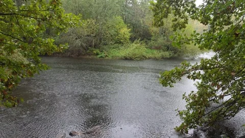Rain Ripples On Swedish River Surface Bordered By Autumn Trees Stock Footage 347975616