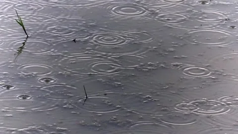 Rain ripples on water during monsoon rainfall Video stock 336532812
