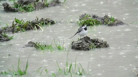 Rain on river with bird Stock Footage 148549979