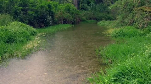 Rain in the river during spring, the plants and flowers have vivid colors Stock Footage 118776552