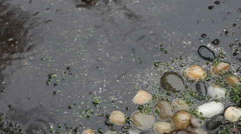 Rain on rocks and dichondra Stock Footage 45452820