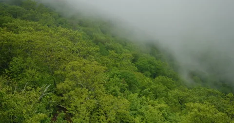 Rain Rolling in Over Mountain Forest Stock Footage 235210532