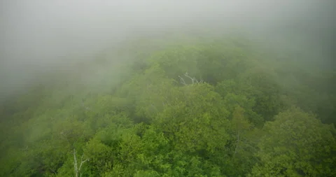 Rain Rolling in Over the Trees, Heavy Wind Stock Footage 235210731