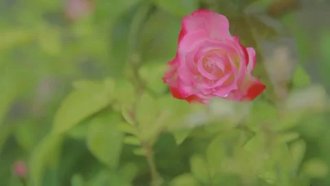 Rain rose flower Stock Footage 270209491