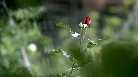 Rain &amp; Rose Video stock 40235572