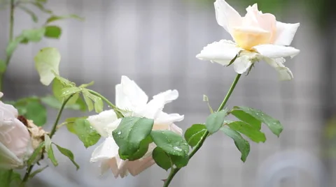 Rain in the rose garden, wind, rain drops, white, pink blooming flowers Stock Footage 40670738