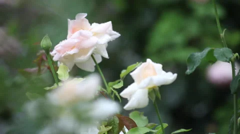 Rain in the rose garden, wind, rain drops, white, pink blooming flowers Stock Footage 40670784