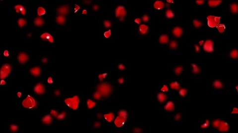 Rain rose looping. Stock Footage 101139379