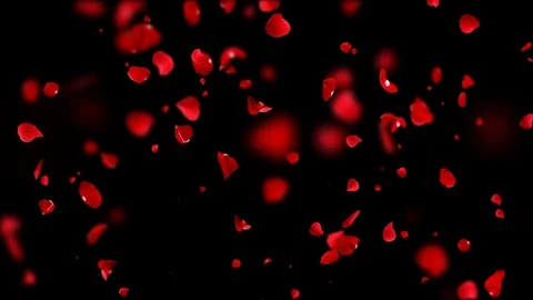 Rain rose looping. Stock Footage 101139465