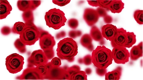 Rain rose on white background. Stock Footage 113147781