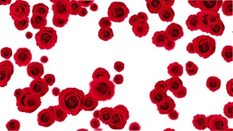 Rain rose on white background. Stock Footage 113147826