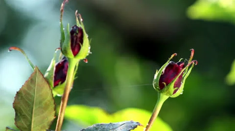 Rain on the rosebuds Stock Footage 25415110