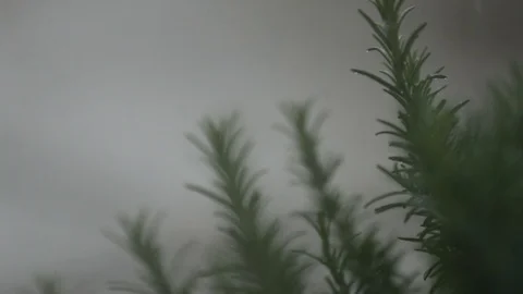 Rain &amp; Rosemary Stock Footage 90863094