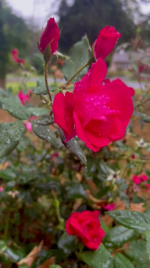 Rain roses Stock Footage 285661060