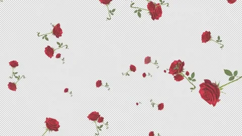 Rain of roses from top to bottom on transparent background Video stock 321007347
