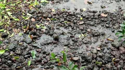 Rain season Stock Footage 331988363