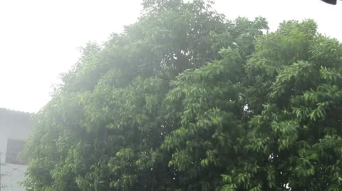 Rain shakes the tree Stock Footage 41279236
