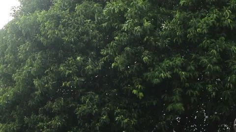 Rain shakes the tree Stock Footage 41279376