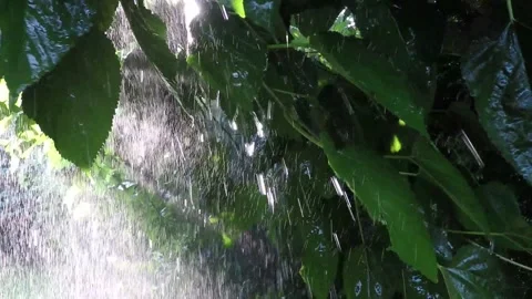 Rain shower falling on the leaves  with the rays of the sun slow motion Stock Footage 139712085