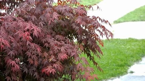Rain Showers down on Japanese Maple in Urban Neighborhood, great sound Stock Footage 119157692