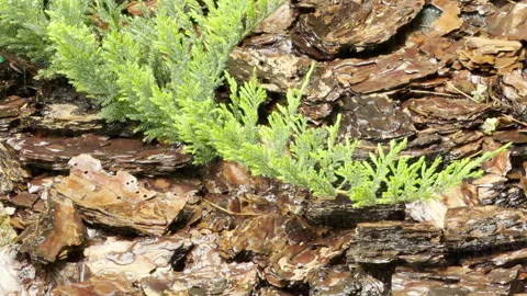 Rain Showers Drench Juniper Plant and Pine Bark Mulch During Garden Downpour Stock Footage 335914672