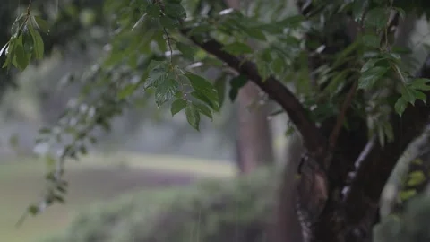 Rain Showers on a Tree Branch Stock Footage 157243211