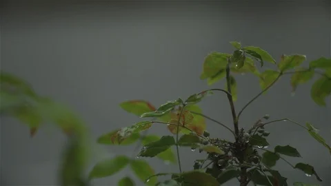 Rain on shrub close up Stock-Footage 93208450