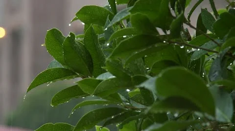 Rain on shrub Stock Footage 11800813