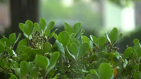 Rain on shurb2 库存影片 11800475