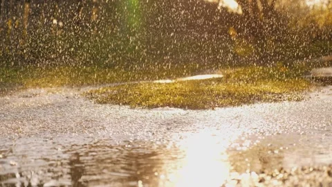 Rain from sky Dripping park. summer downpour park. rainy weather outside Stock Footage 243286090