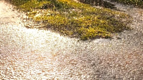 Rain from sky Dripping park. summer downpour park. rainy weather outside Stock Footage 243387491