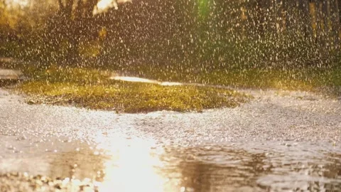 Rain from sky Dripping park. summer downpour park. rainy weather outside Stock Footage 243596344