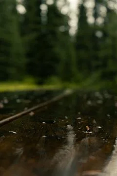 Rain-slicked table reflects the blurred forest backdrop after a downpour. Stock Photos