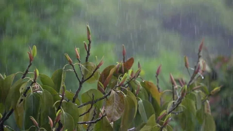 RAIN IN SLOW MO Stock-Footage 250359858