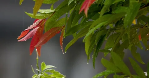 Rain in slow motion, 4k, 30fps Stock Footage 258658016