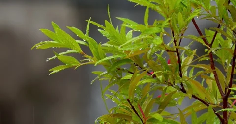 Rain in slow motion, 4k, 30fps Stock Footage 258659084