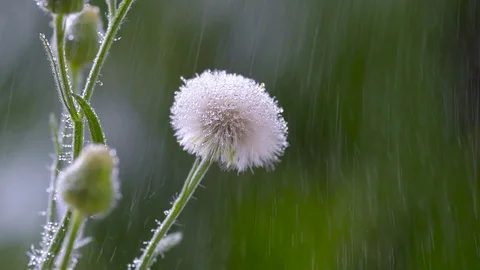 Rain slow motion, drizzle dropping on a dandelion flower Stock Footage 80360323