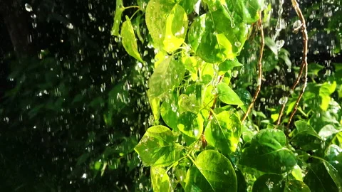 Rain slow motion Stock Footage 107524663