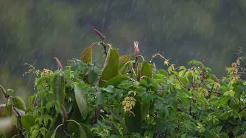 RAIN IN SLOW MOTION Stock-Footage 250360213