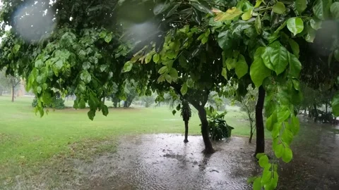 Rain in Slow Motion in a garden Stock Footage 255723565