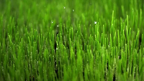Rain in slow motion lands on a field of young wheat. Water beads on the vib.. Stock Footage 300260927
