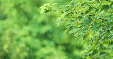 Rain in Slow Motion. Rain drops falling on green tree leaves, close up. Video stock 51378895